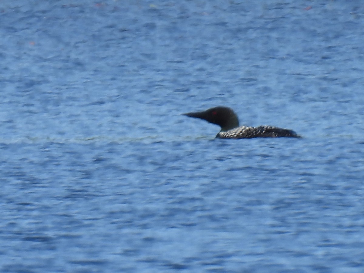 Common Loon - Joe McGill