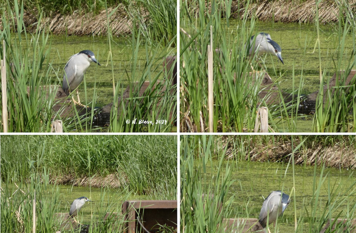 Black-crowned Night Heron - Nathalie Bleau