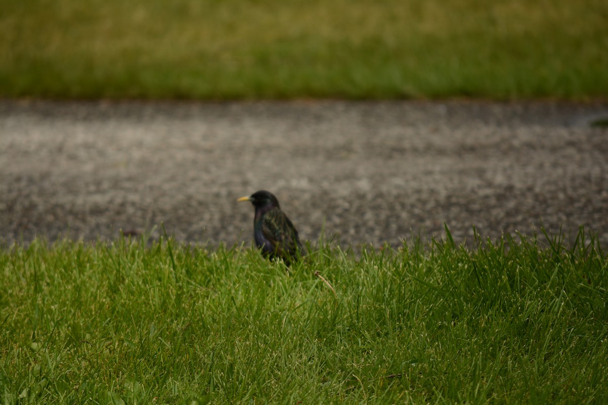 European Starling - Brinda Datla