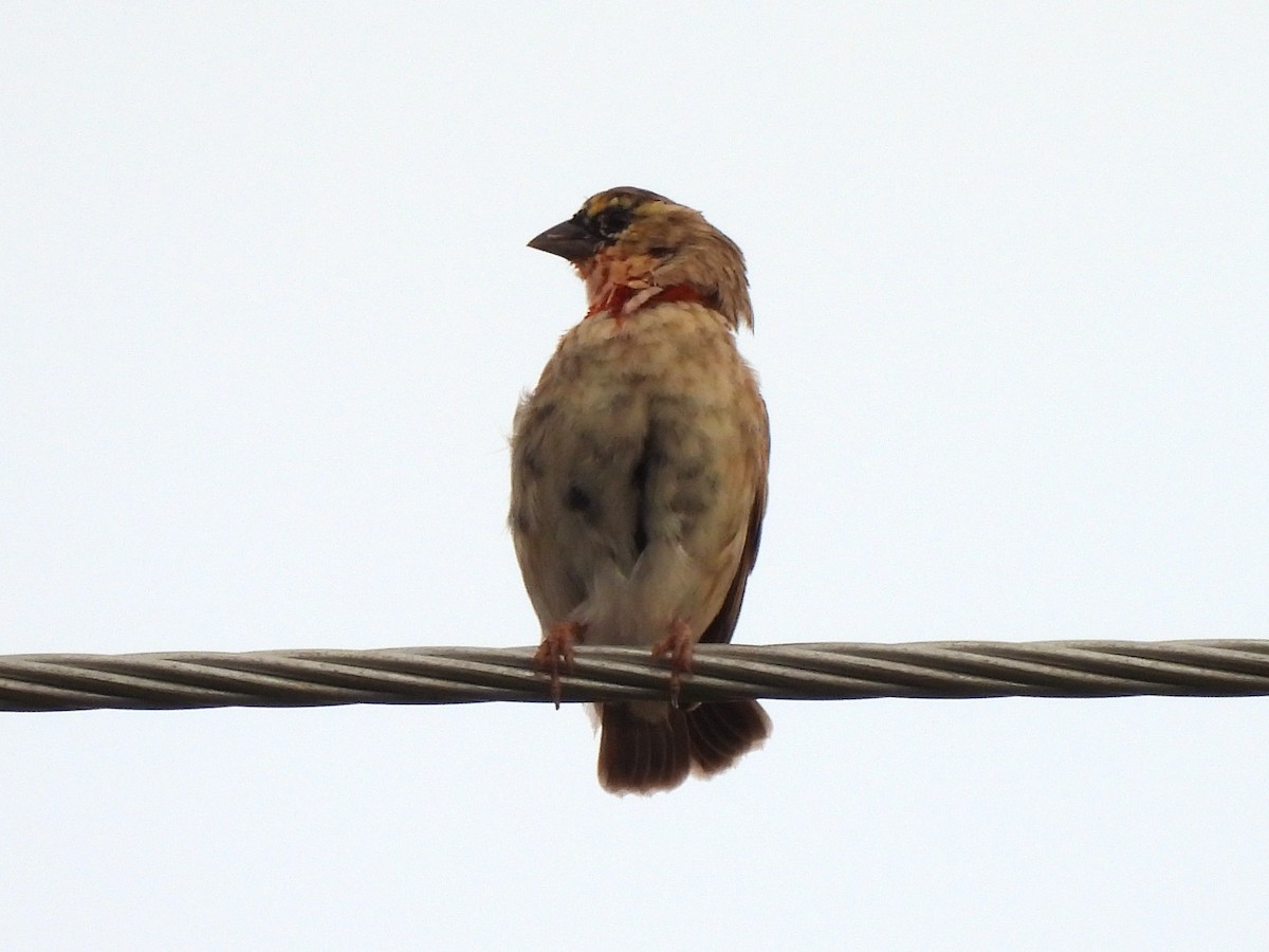 Northern Red Bishop - Kiandra Mitchell