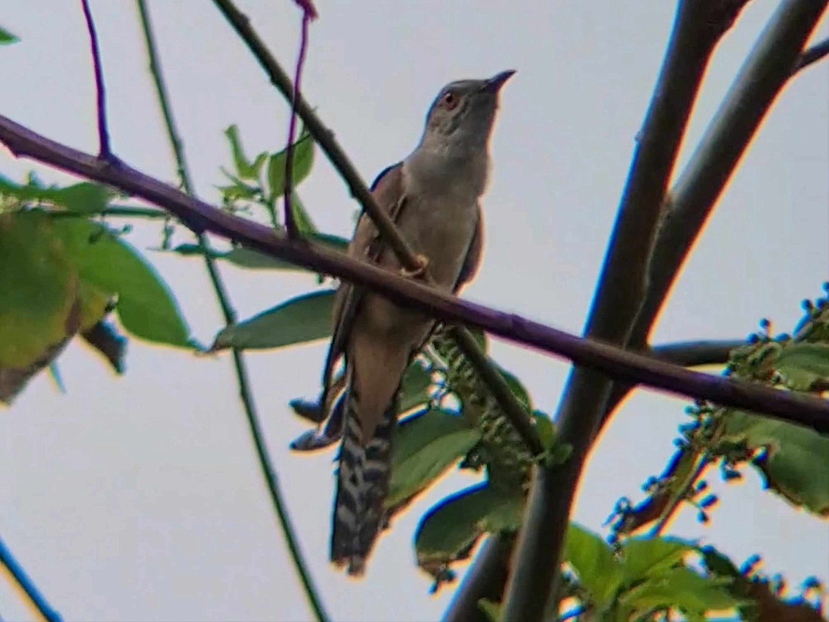 Plaintive Cuckoo - Crisostomo Tan