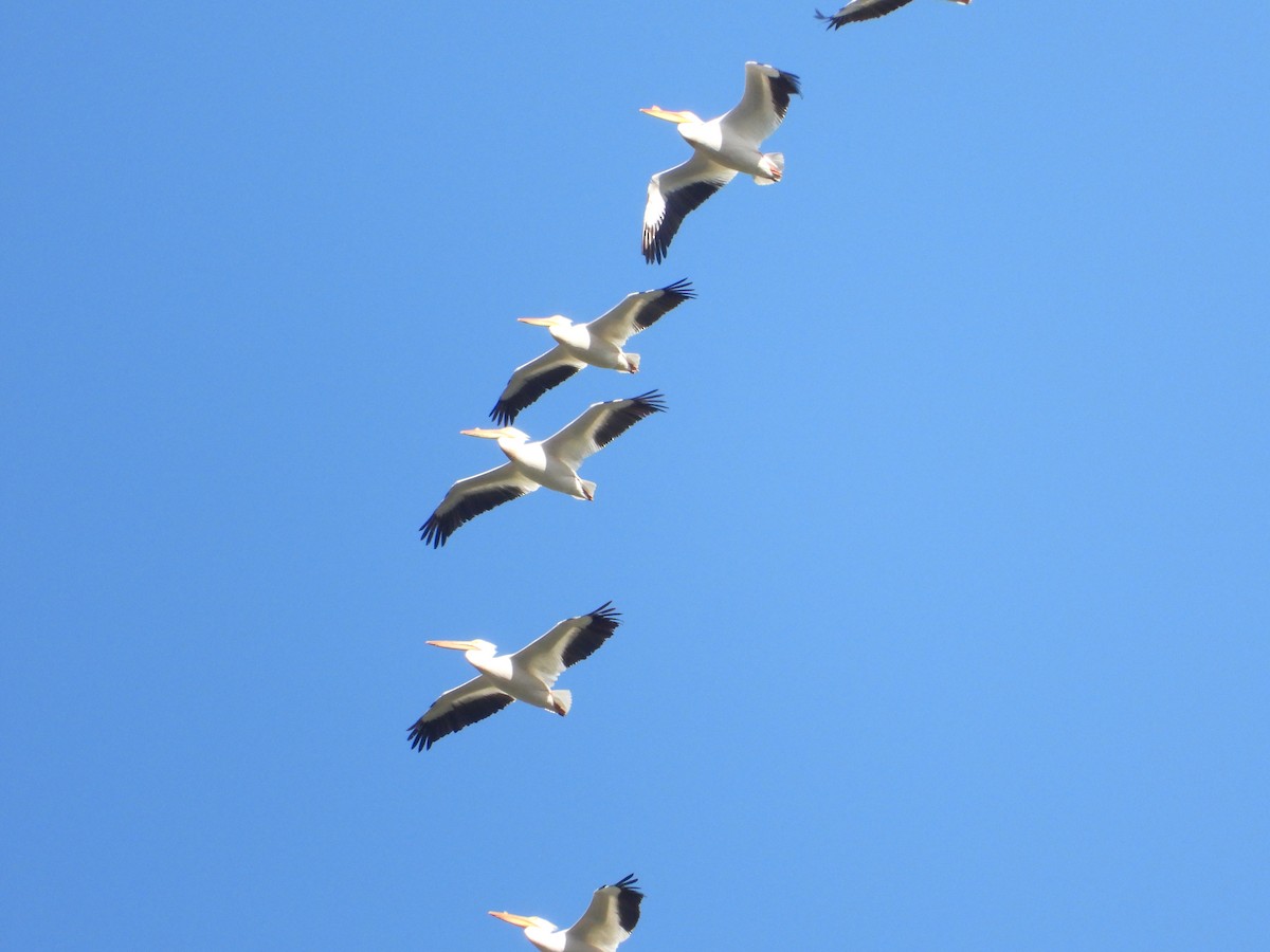 American White Pelican - ML619601740