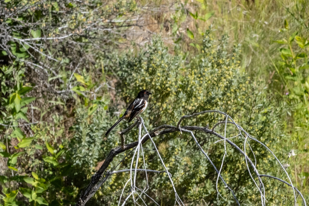 Spotted Towhee - Stephanie Low