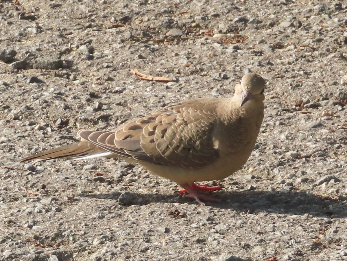 Mourning Dove - Ken Clark