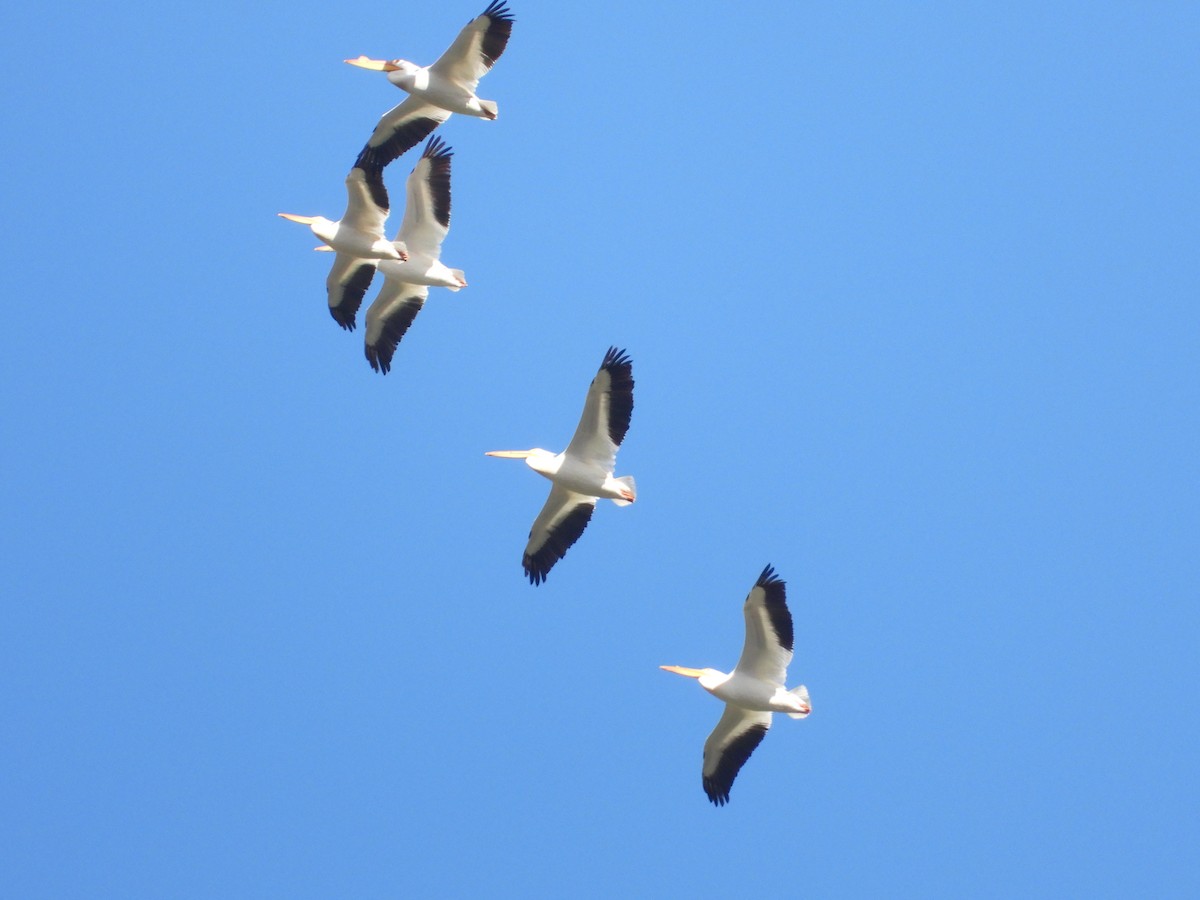 American White Pelican - James Telford