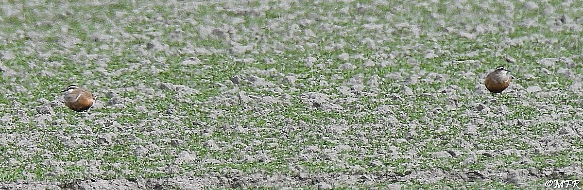 Eurasian Dotterel - Marc Roca