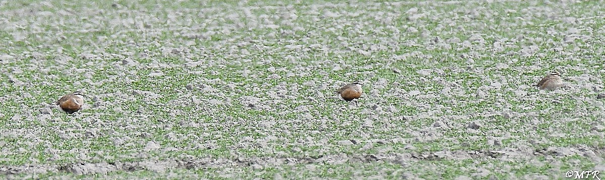 Eurasian Dotterel - ML619601750