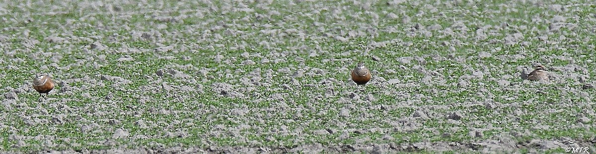 Eurasian Dotterel - Marc Roca