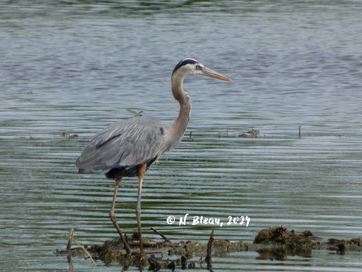 Great Blue Heron - Nathalie Bleau