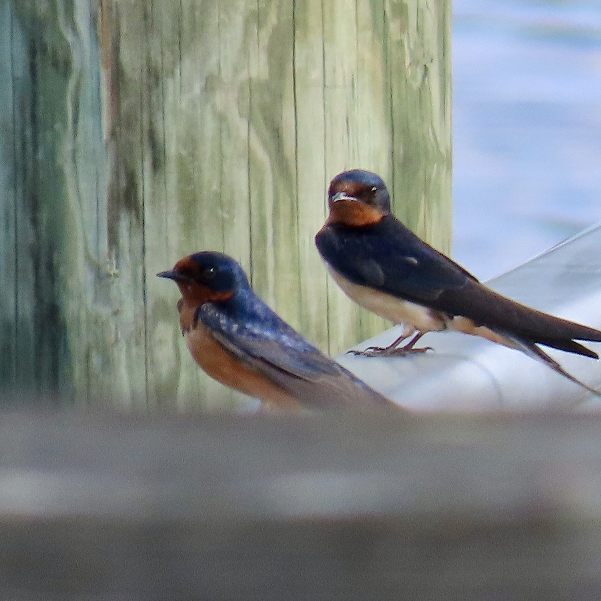 Barn Swallow - Tom & Anna Leith