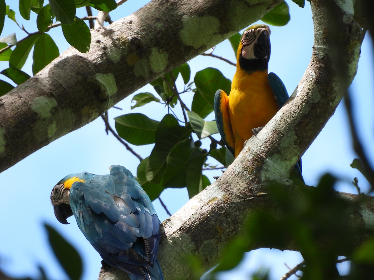 Blue-and-yellow Macaw - Leandro Niebles Puello