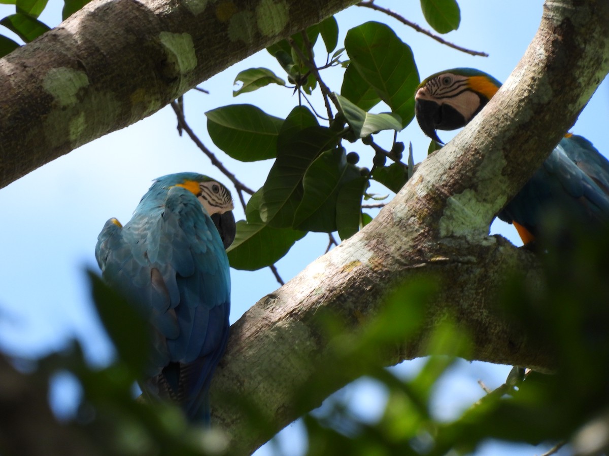 Blue-and-yellow Macaw - Leandro Niebles Puello