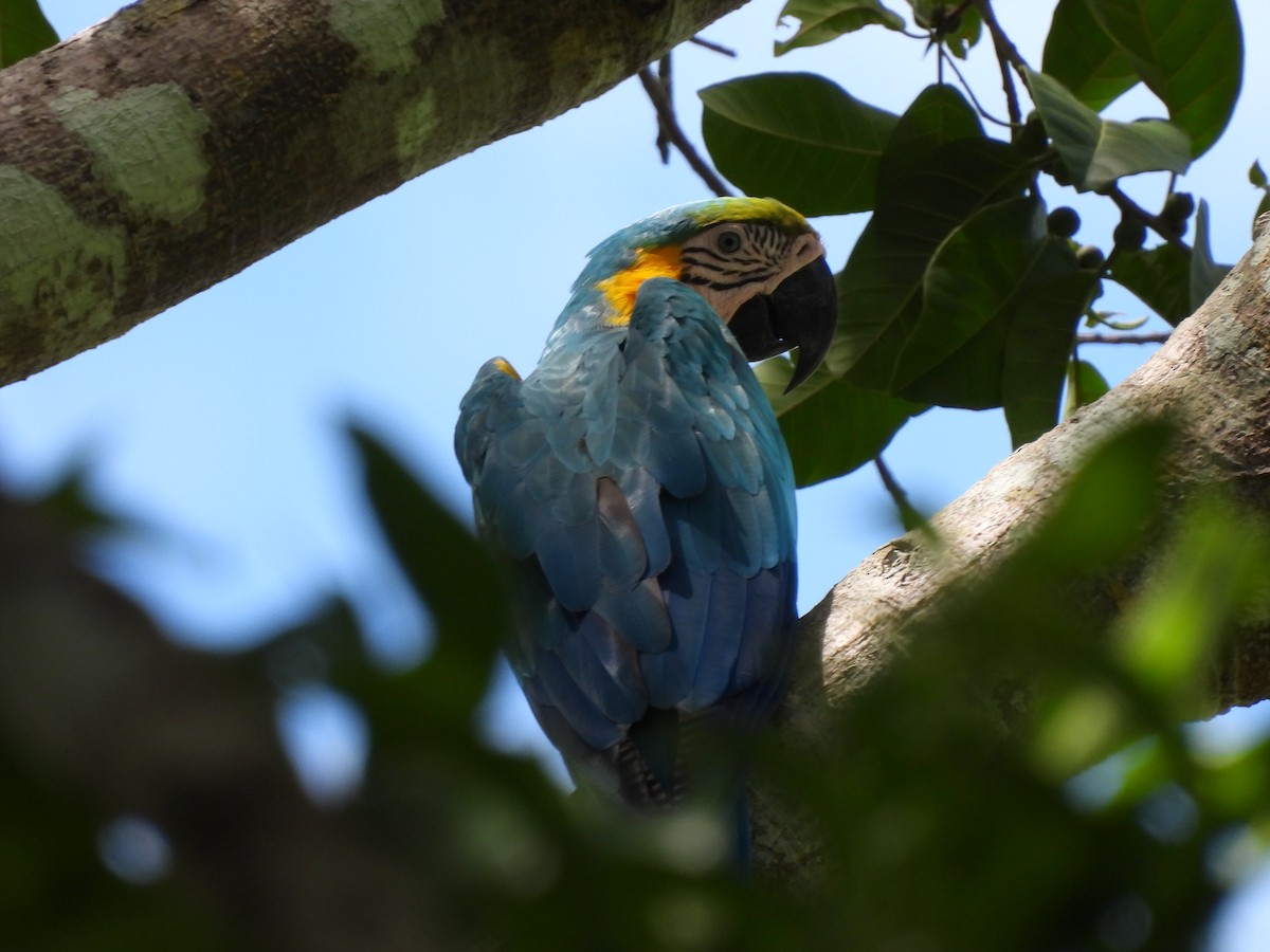 Blue-and-yellow Macaw - Leandro Niebles Puello