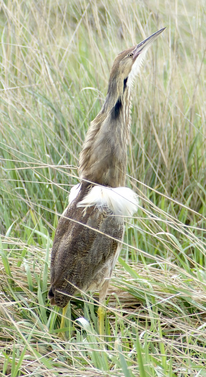 American Bittern - ML619601774