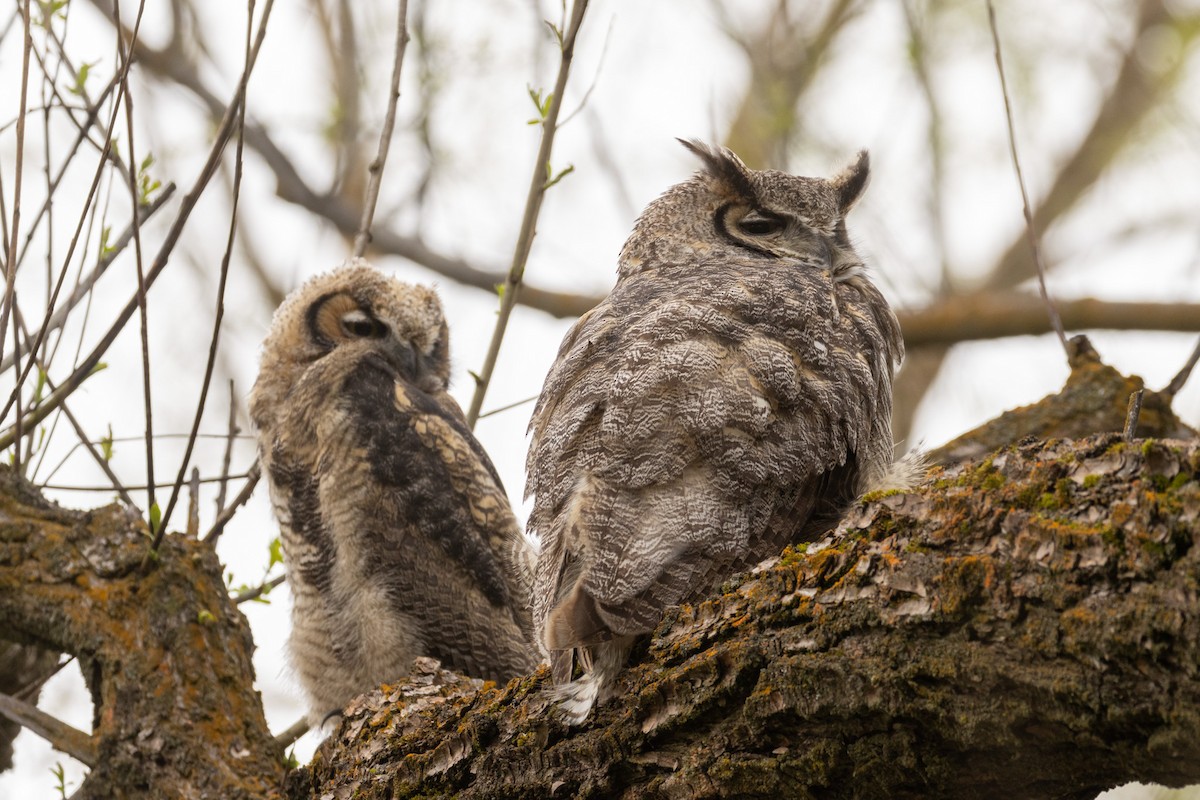 Great Horned Owl - James Halsch