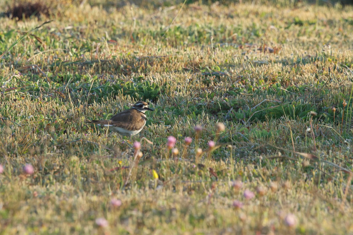 Killdeer - Deanna McLaughlin