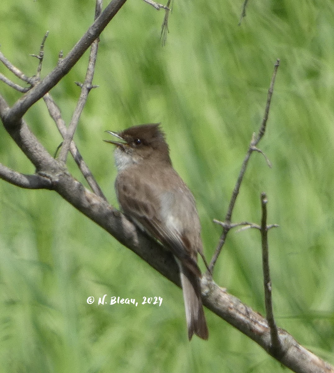 Eastern Phoebe - ML619601780