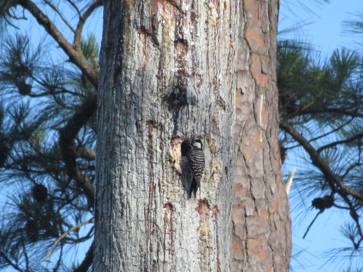 Red-cockaded Woodpecker - Eric Cormier