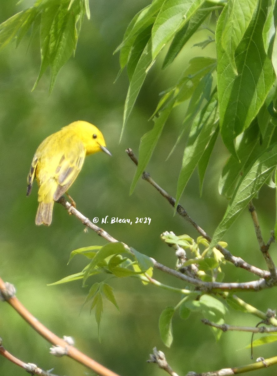 Yellow Warbler - Nathalie Bleau