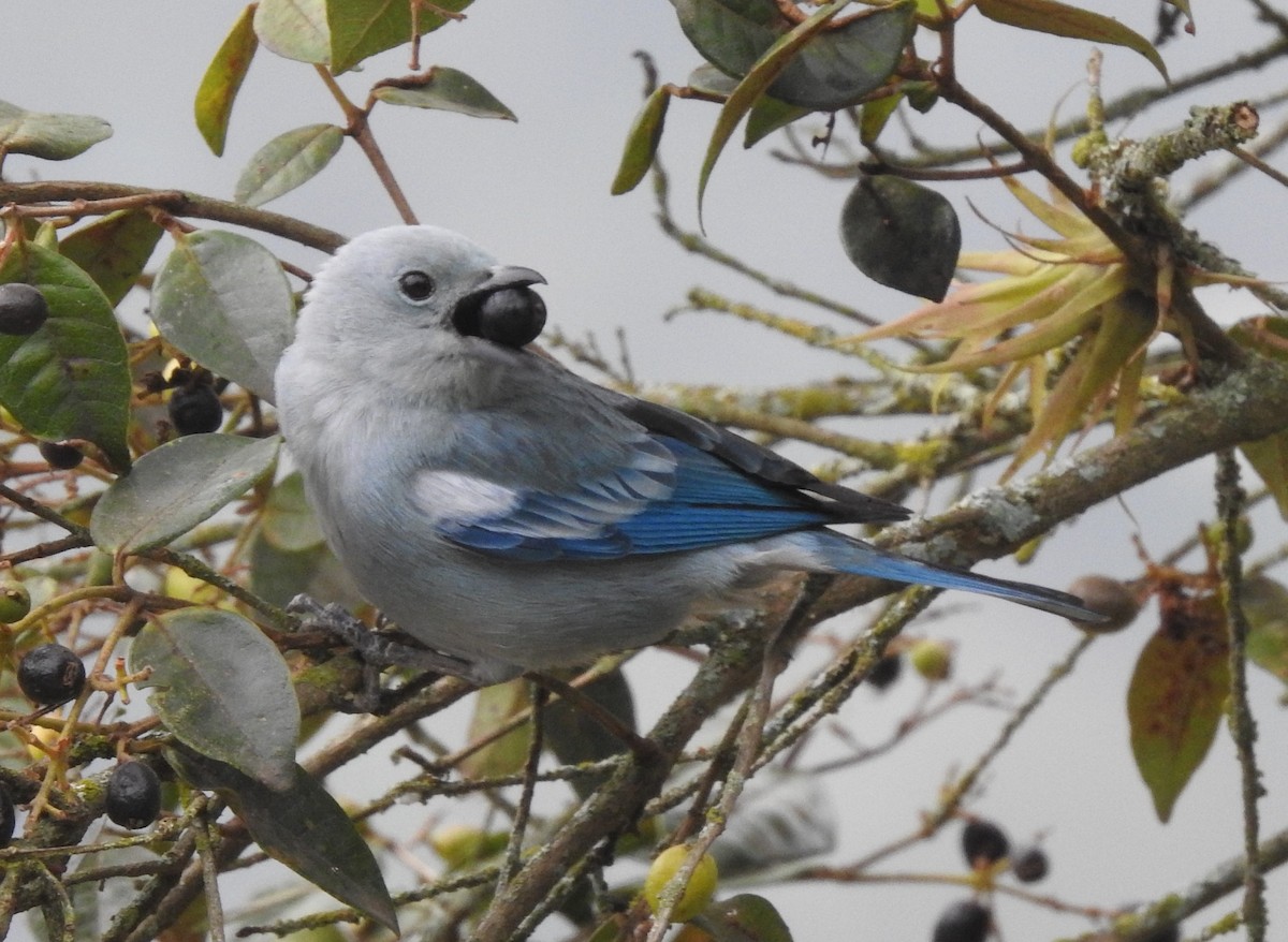 Blue-gray Tanager - ML619601792
