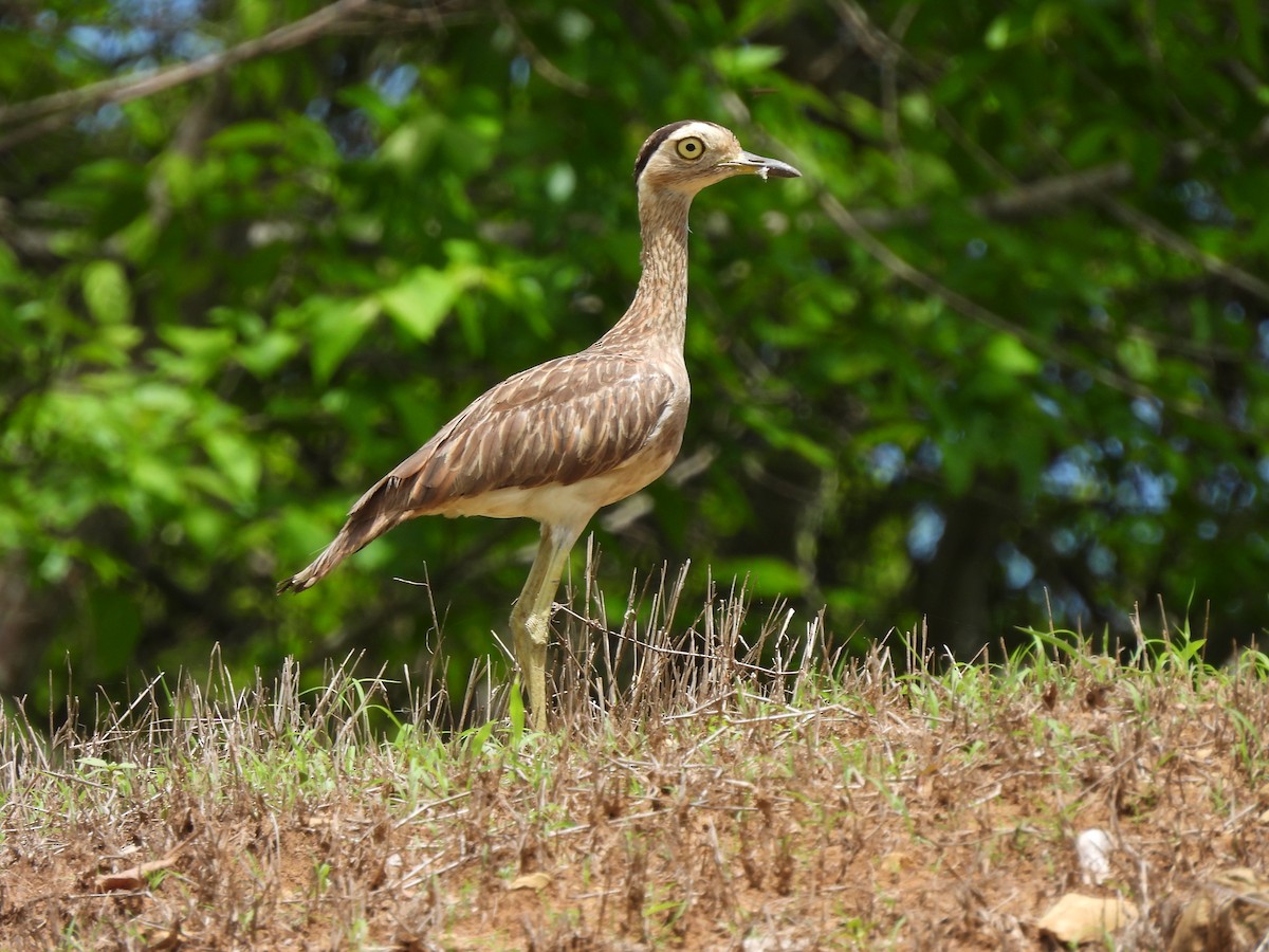 Double-striped Thick-knee - Leandro Niebles Puello