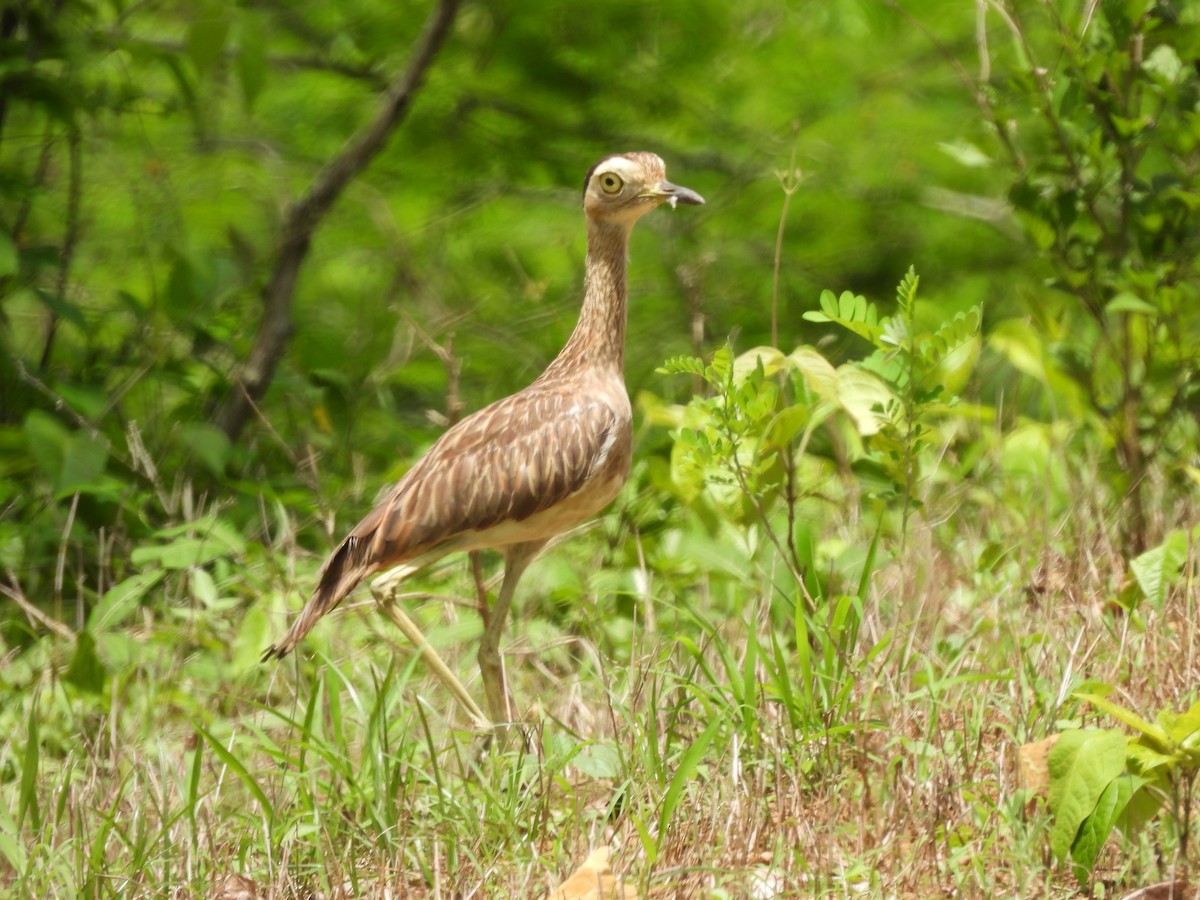 Double-striped Thick-knee - Leandro Niebles Puello