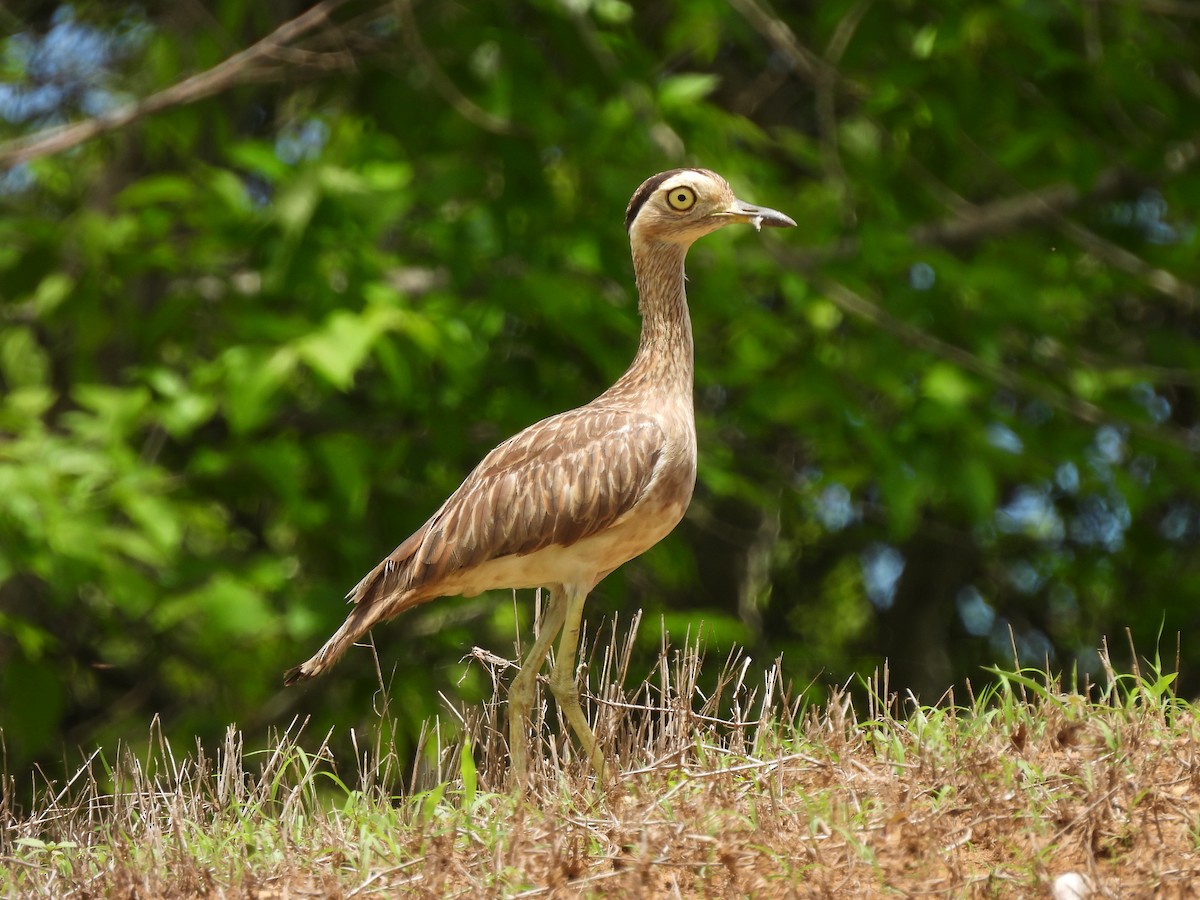 Double-striped Thick-knee - Leandro Niebles Puello