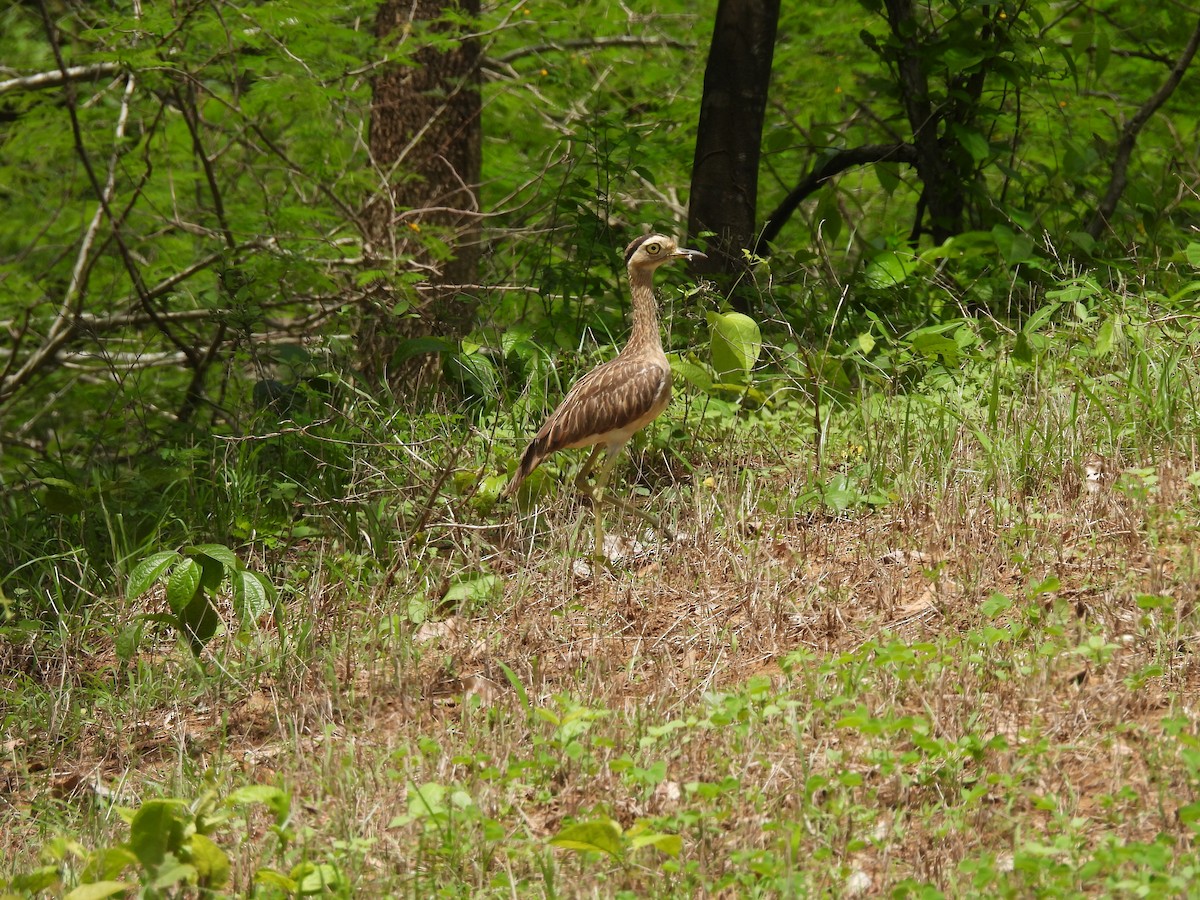 Double-striped Thick-knee - ML619601798