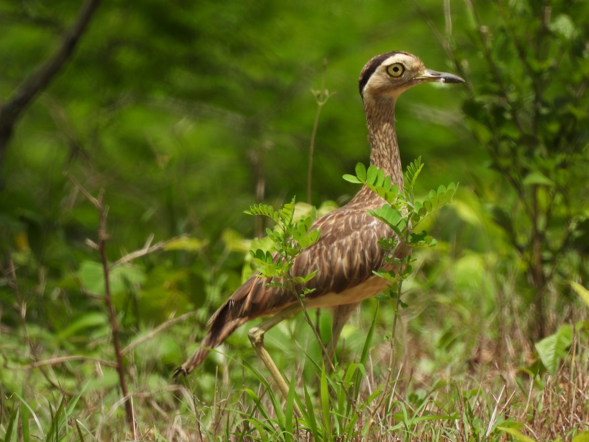 Double-striped Thick-knee - ML619601799