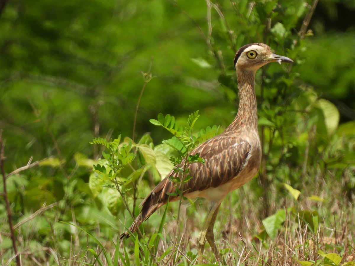 Double-striped Thick-knee - ML619601800