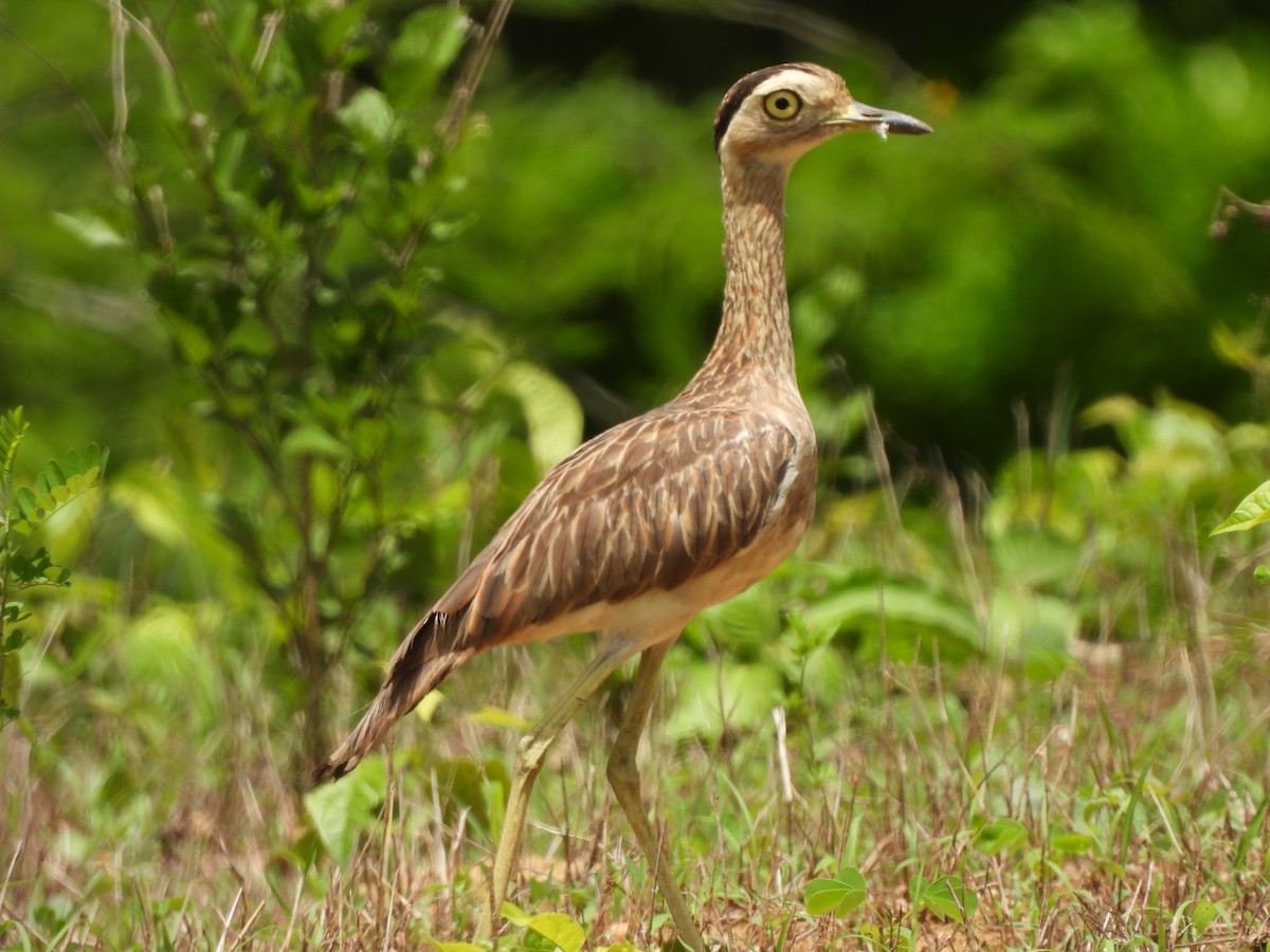 Double-striped Thick-knee - ML619601801