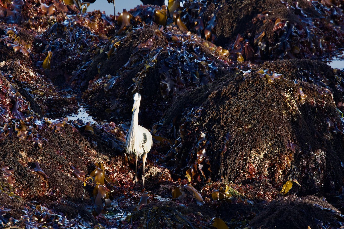 Great Blue Heron - ML619601802