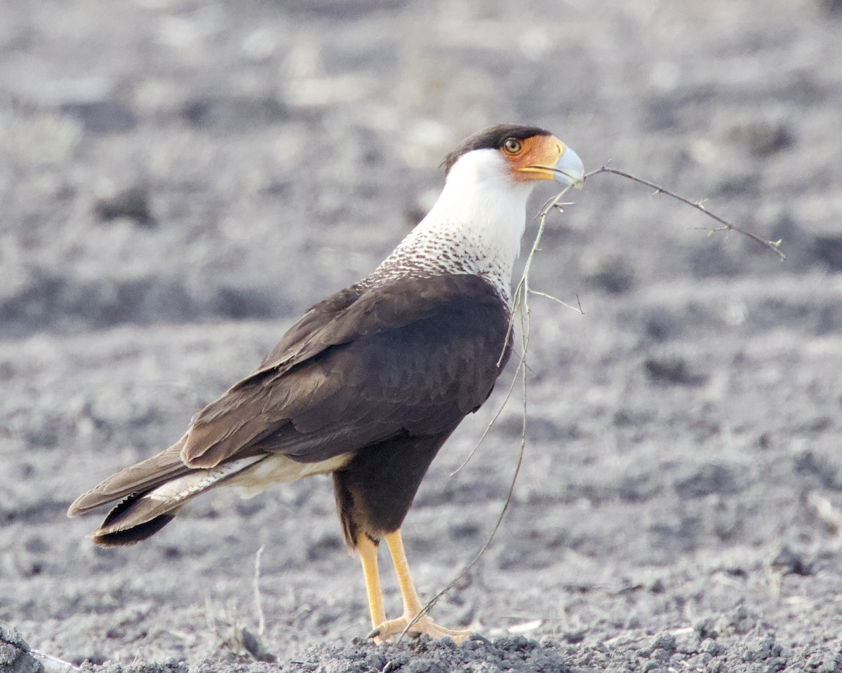 Crested Caracara (Northern) - Dave Bengston