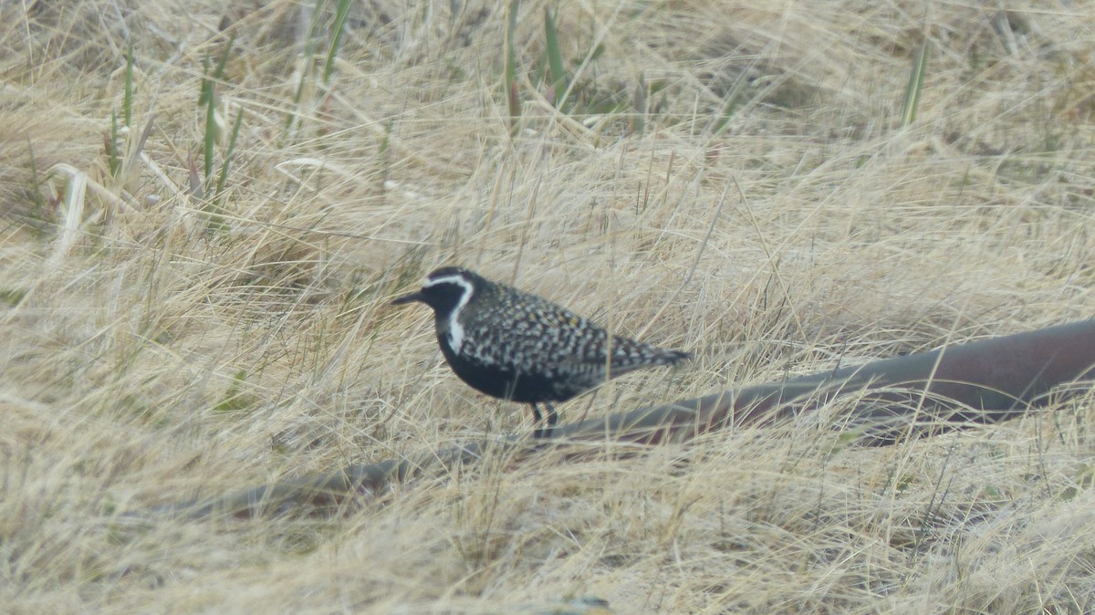 Pacific Golden-Plover - Don Aldridge