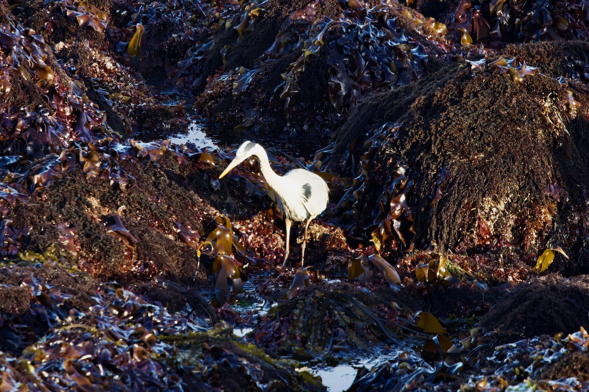 Great Blue Heron - ML619601812