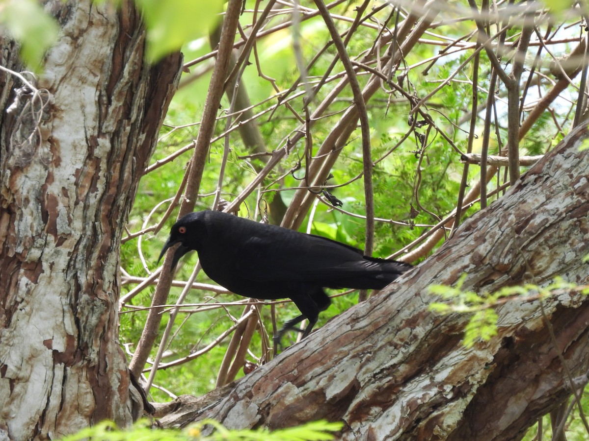 Giant Cowbird - Leandro Niebles Puello