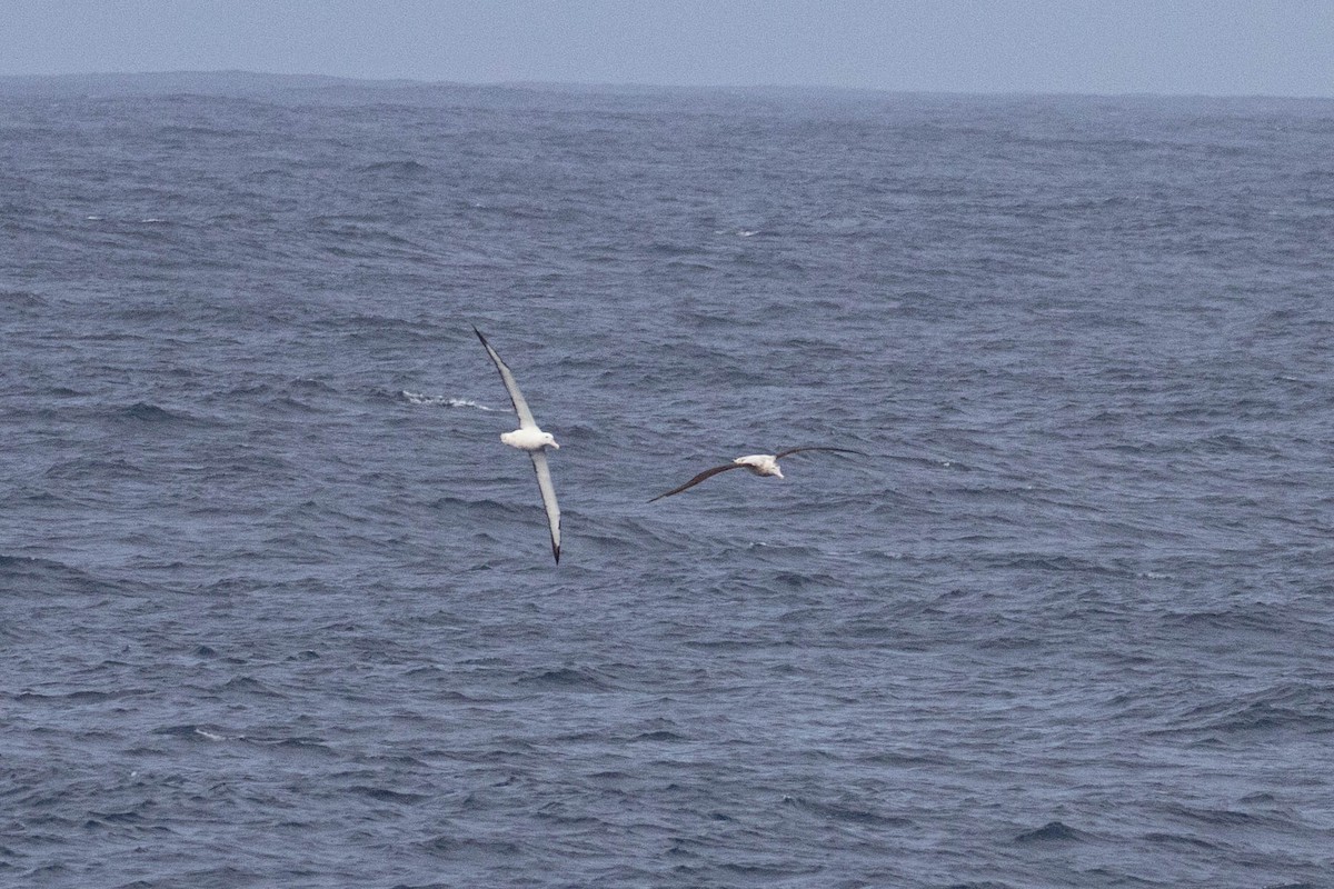 Southern Royal Albatross - Denis Corbeil