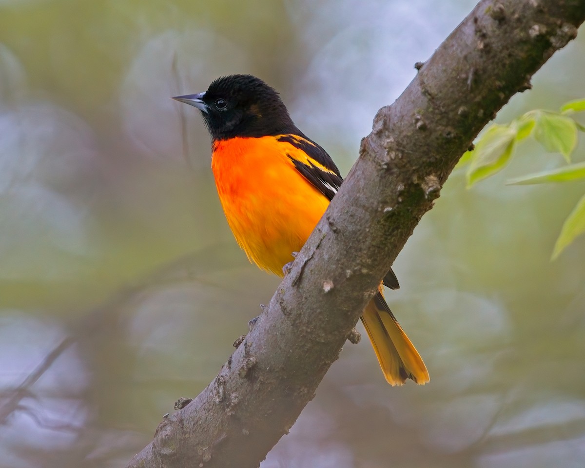 Baltimore Oriole - Frank Letniowski