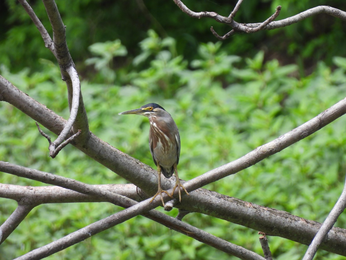 Striated Heron - ML619601823