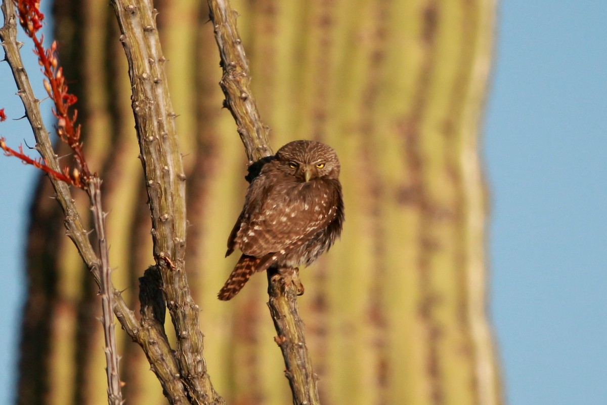 Ferruginous Pygmy-Owl - Jesse Pline