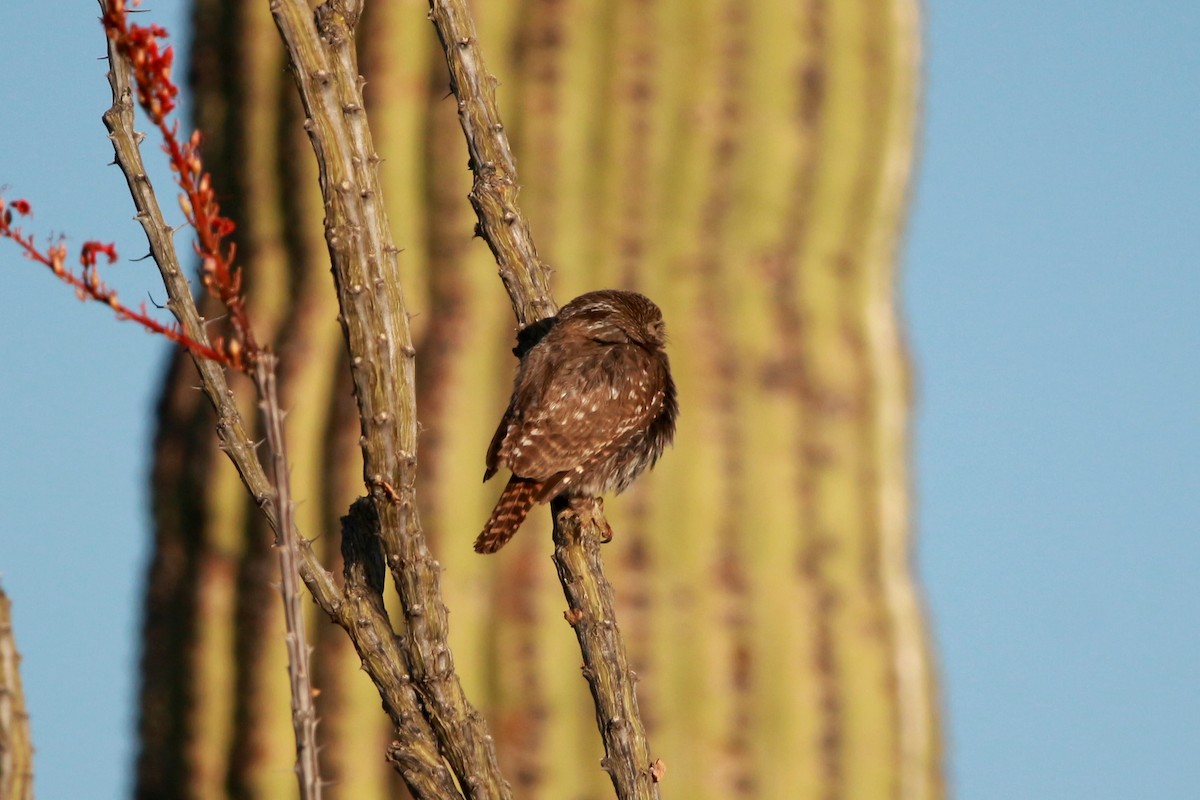 Ferruginous Pygmy-Owl - Jesse Pline