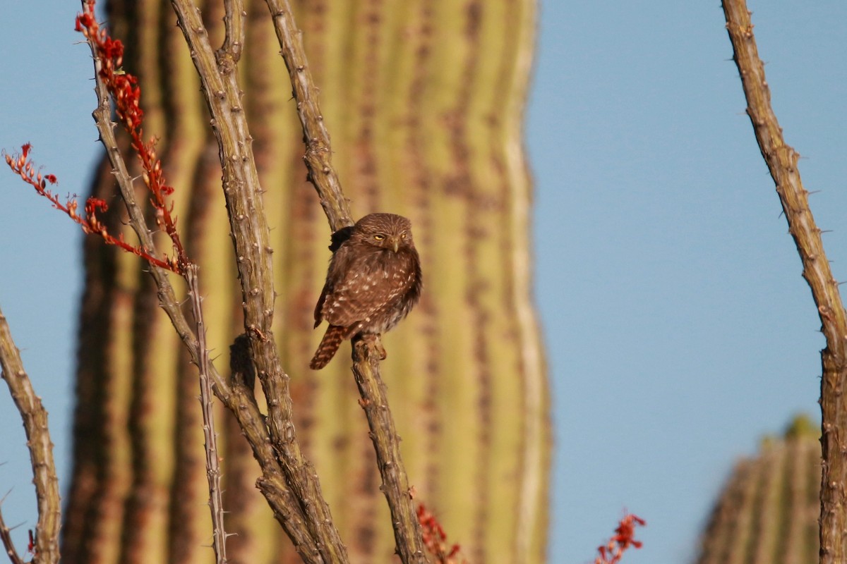 Ferruginous Pygmy-Owl - Jesse Pline