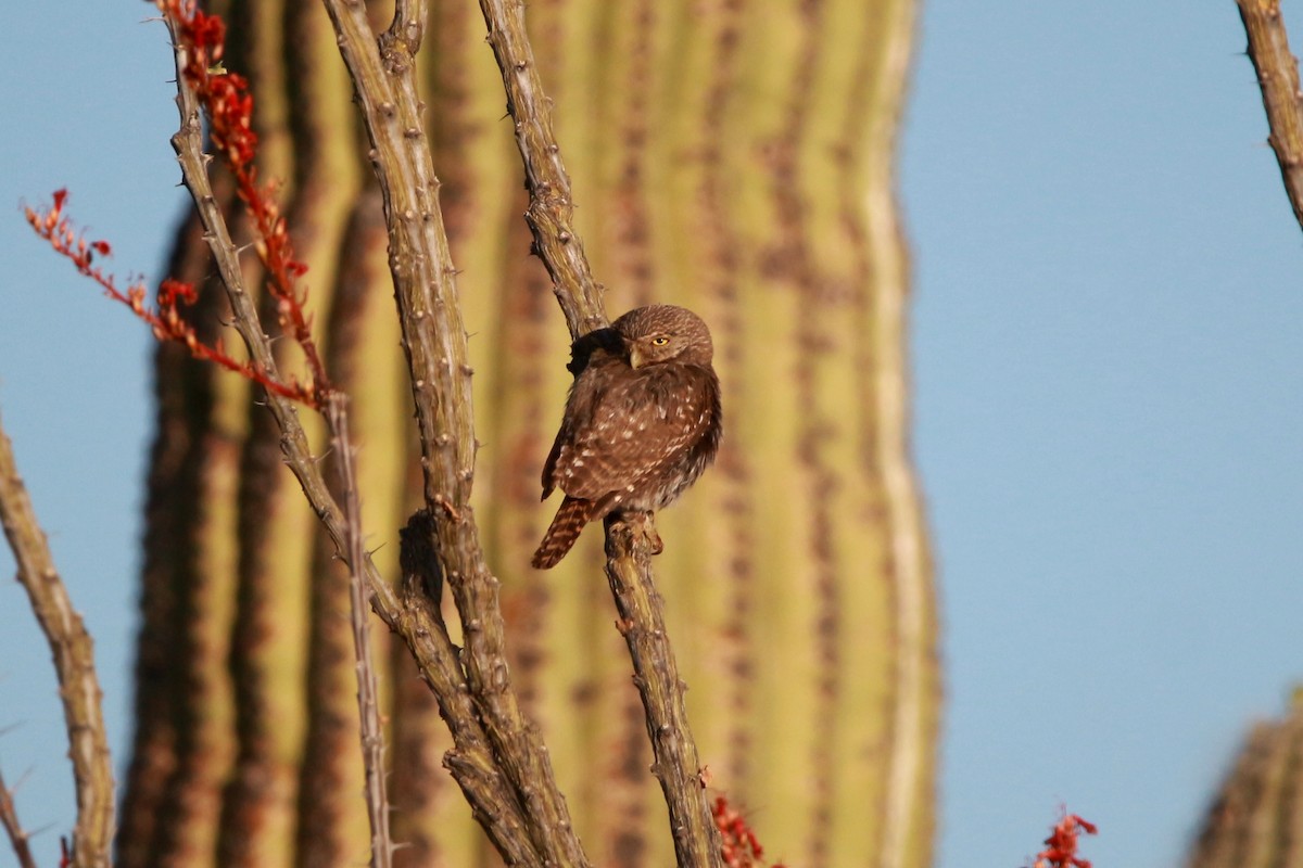 Ferruginous Pygmy-Owl - Jesse Pline