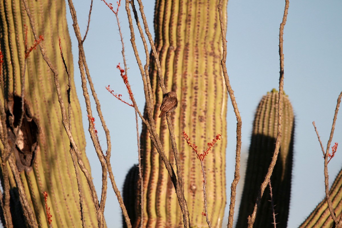 Ferruginous Pygmy-Owl - Jesse Pline