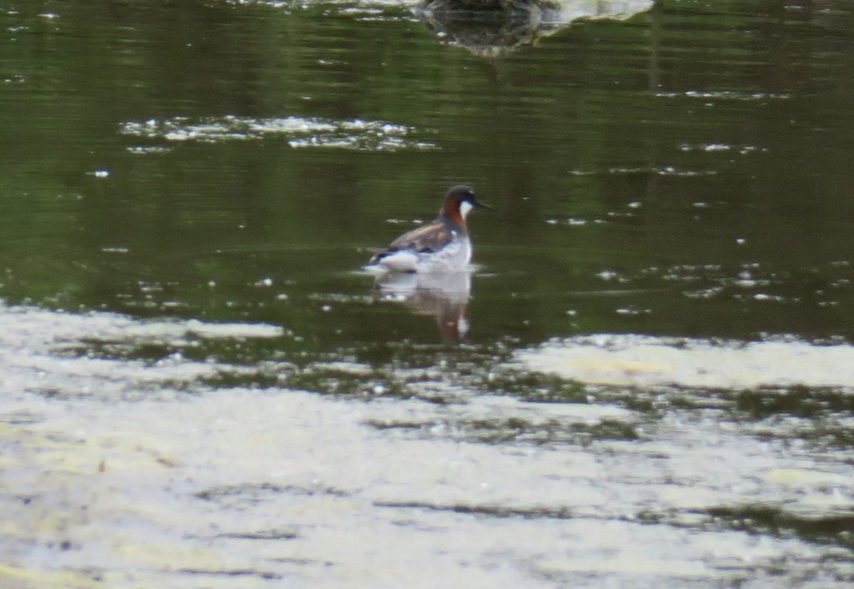 Red-necked Phalarope - Char Corkran