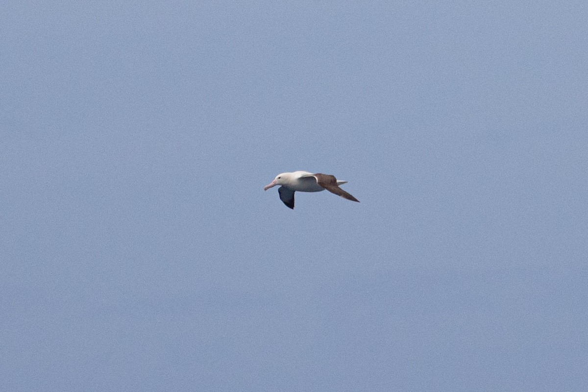 Southern Royal Albatross - Denis Corbeil