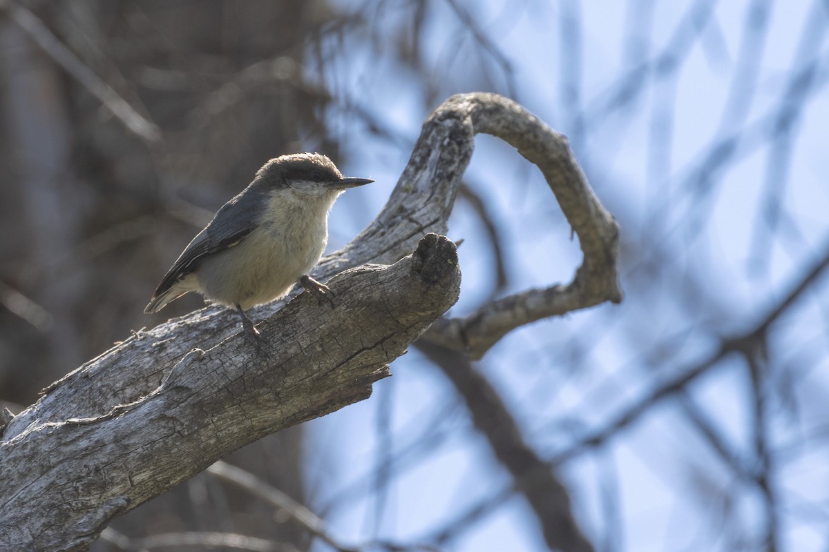 Pygmy Nuthatch - James Halsch