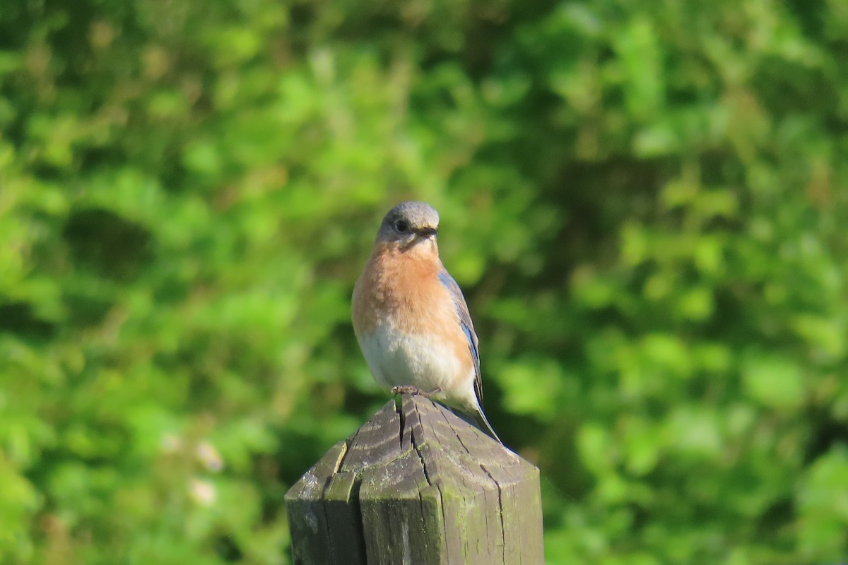 Eastern Bluebird - Margaret Higbee