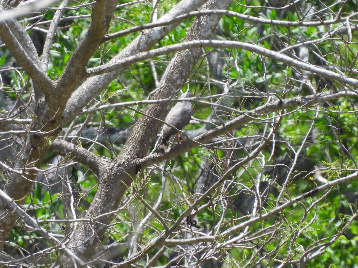 Roadside Hawk - ML619601839