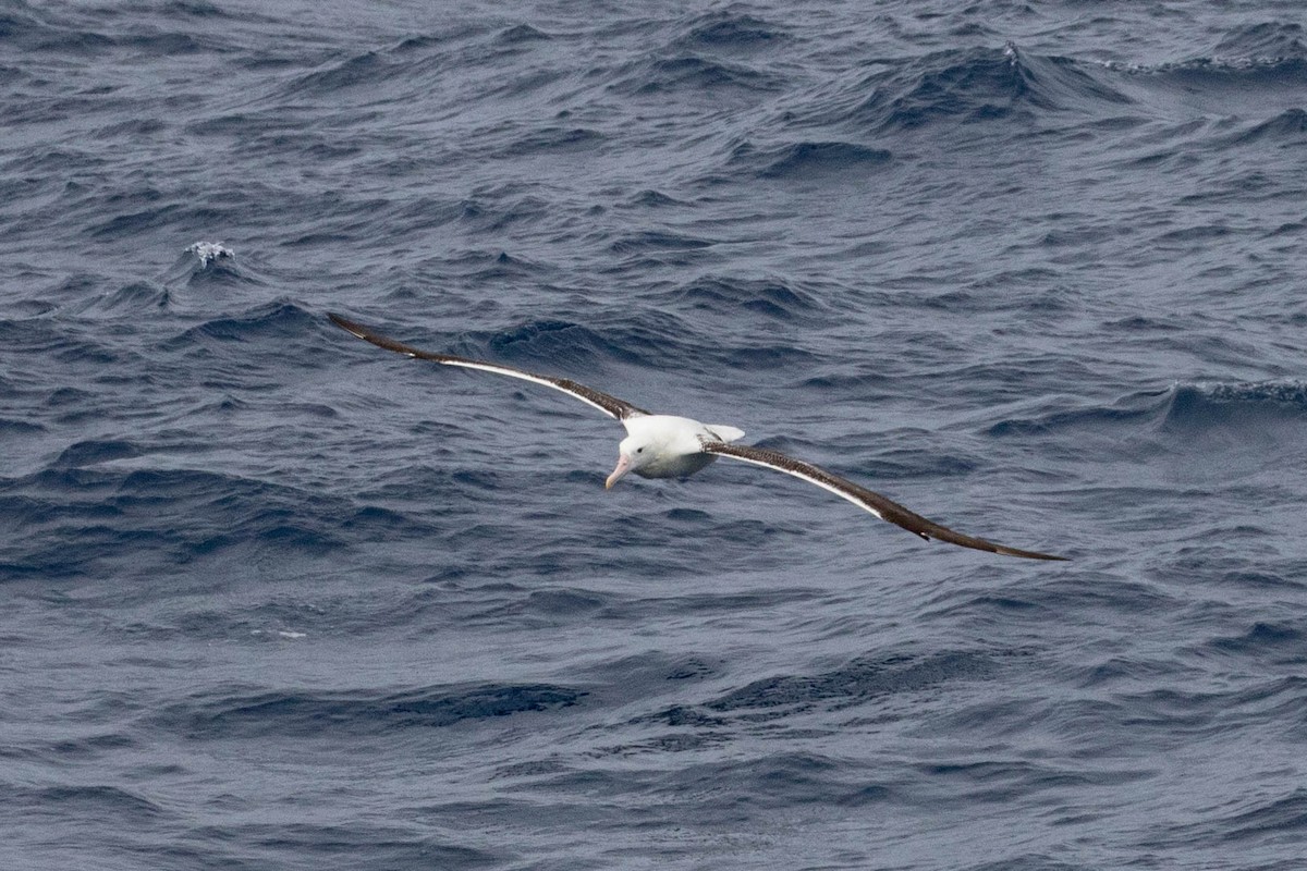 Southern Royal Albatross - Denis Corbeil